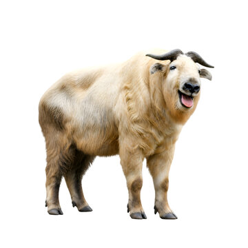 Golden Takin Standing With Tongue Out Isolated On Black