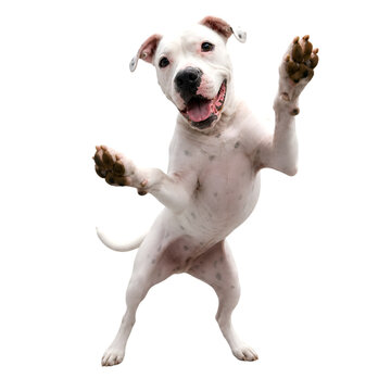 White Pit Bull Dog Dancing On Hind Legs Isolated On Black