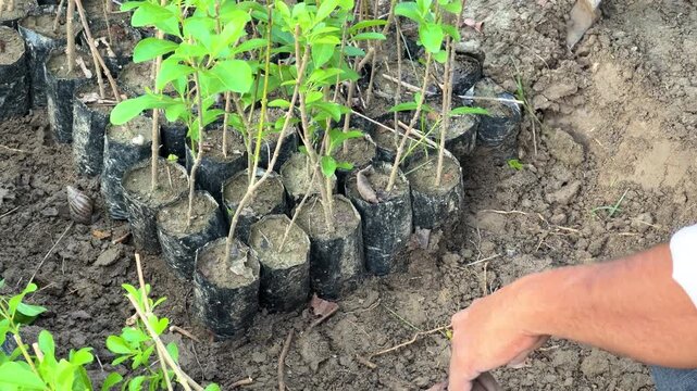 Indian farmer uprooting young tree saplings in the soil india, agriculture, rural, culture,