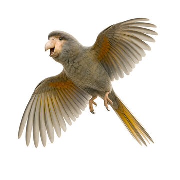 Kea Mountain Parrot Flying With Open Beak Isolated On Black