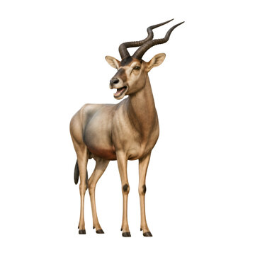 Addax Antelope Standing With Open Mouth Isolated On Black Background