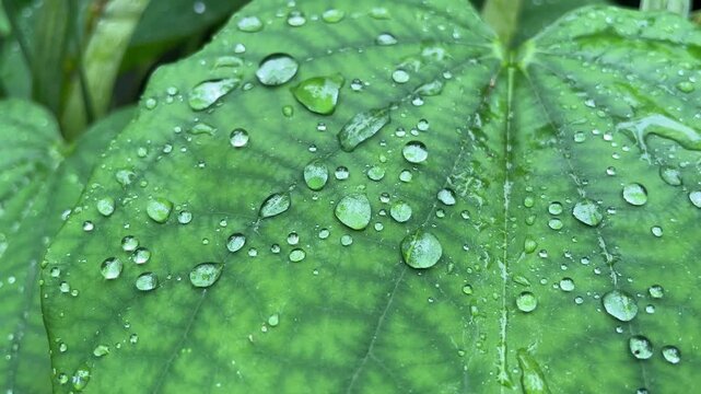 Close-up of rain droplets resting on a curved light green leaf in Vietnam, with rounded beads of water highlighting its smooth surface against softly blurred foliage.