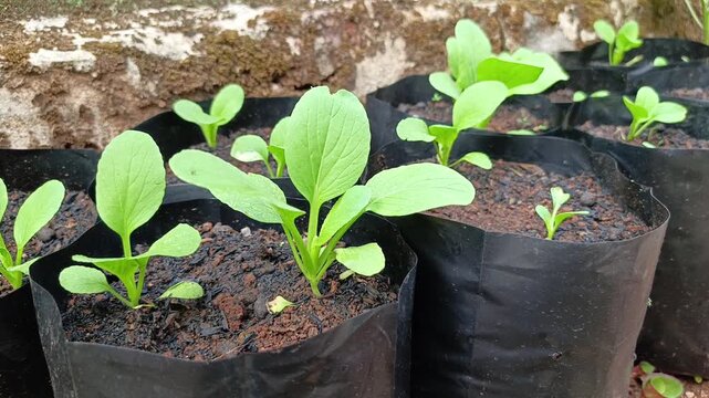 Stock video showing multiple young green pakcoy plants growing in black polybags placed closely in outdoor garden.