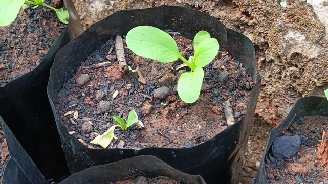 Commercial stock video of a tiny young pakcoy sprout emerging and growing in black polybag soil.