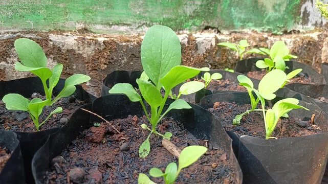 Stock video of young green pakcoy bok choy seedling growing healthily in a black polybag filled with fertile soil.