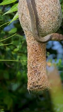 Indian rat snake raiding baya weaver hanging nest for eggs in tree
