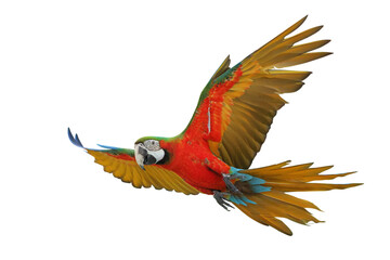 Colorful flying Harlequin Macaw parrot isolated on transparent background png file © Passakorn