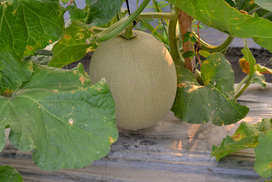 A melon hangs from its vine amidst the leaves,