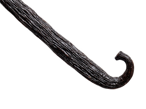 Single cured vanilla bean pod isolated on a transparent background