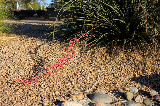 Closeup of flowering spike of Hesperaloe parviflora, also known as Red Yucca or False Yucca, under a clear blue sky along Phoenix residential street, Arizona