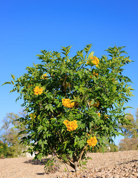 Tecoma Stans, commonly known as yellow bells or yellow trumpet flower shrub in xeriscaped grounds, Arizona