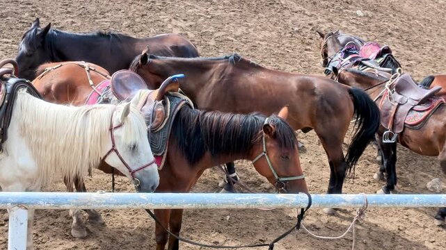 Saddled Horses in Arena, Guozigou Canyon, Xinjiang Province, China