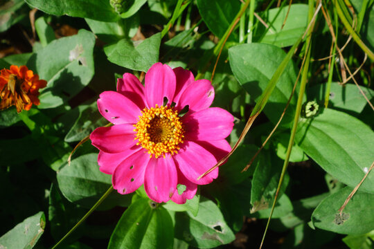 Bright pink zinnia flower blooming amidst lush green leaves alongside an orange butterfly resting on a smaller blossom outdoors, San Diego, CA