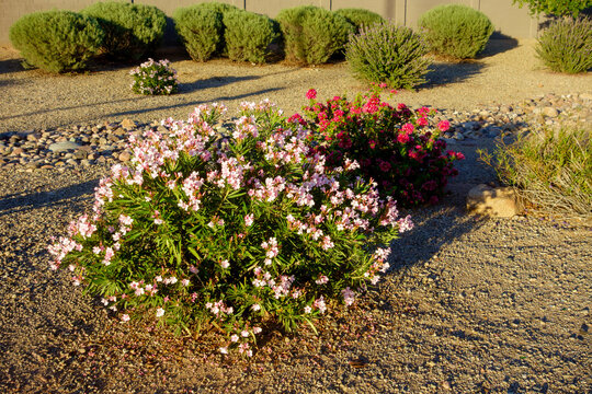 Pink oleander bush and red oleander shrub Nerium oleander plants growing in a desert rock garden landscape, Phoenix, Arizona