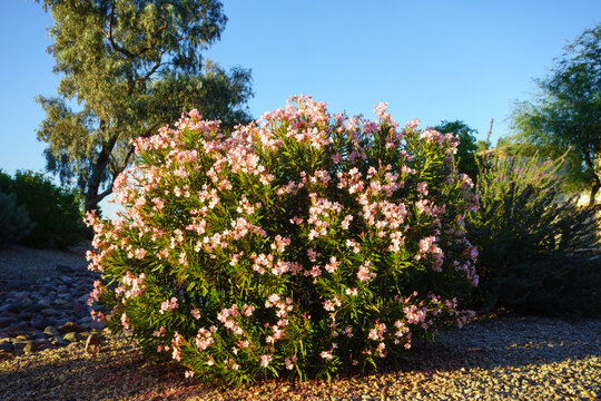 Pink oleander bush or rose bay shrub Nerium oleander plant growing in a desert rock garden landscape, Phoenix, Arizona