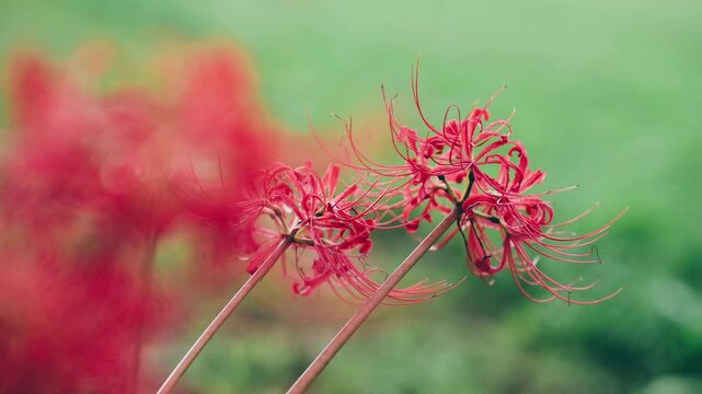 彼岸花と蟻