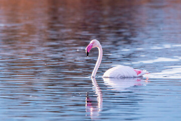 Flamant rose  à  l'étang de Biguglia haute Corse © Corsica