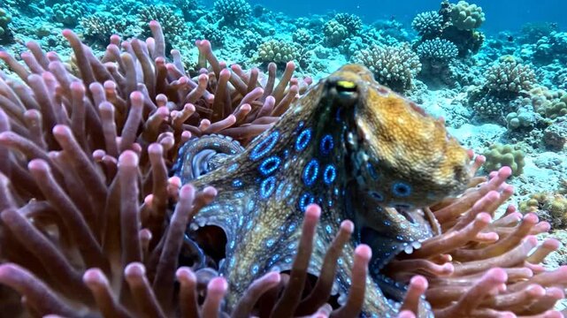 Blue-Ringed Octopus Nestled in Coral Anemone Underwater