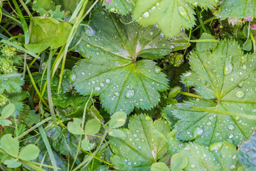 Green leaves with water drops after rain © Dmitrii Potashkin