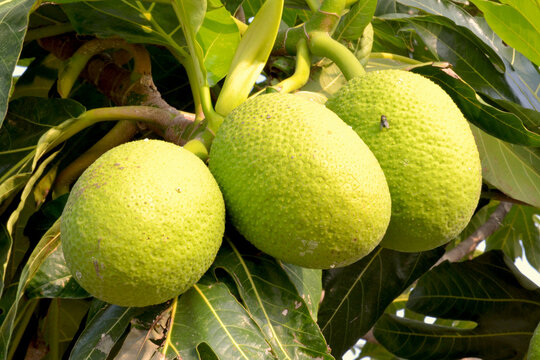 A young and unripe breadfruit on the tree
