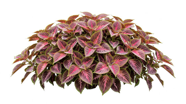 Vibrant Coleus Plant with Burgundy and Pink Variegated Leaves Isolated on Black Background, Colorful Ornamental Tropical Foliage for Garden and Landscaping Design, Plectranthus Scutellarioides