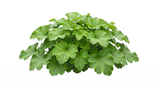 Green Heuchera Foliage Plant with Lush Lobed Leaves and Detailed Veins Isolated on Black Background; Professional Studio Photography for Garden Design, Botany, and Commercial Marketing Use