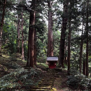 Stone steps pathway leading to a small red Shinto shrine surrounded by tall cedar trees   