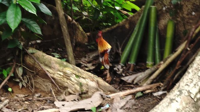 A rooster stands amidst fallen leaves, roots, and green bamboo stalks in a jungle environment