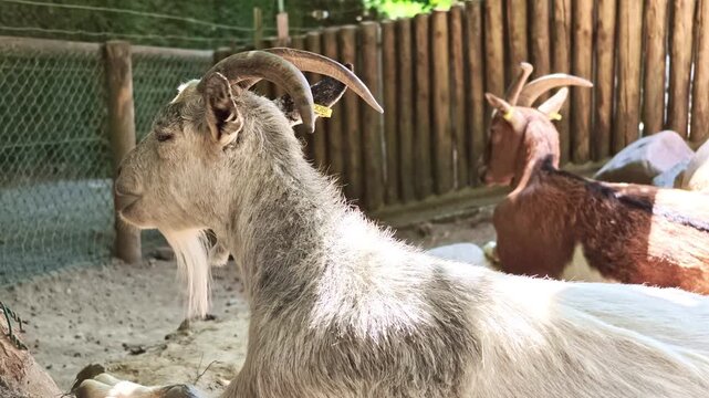 Side-profile close-up of a horned goat chewing, then lying down in its pen.