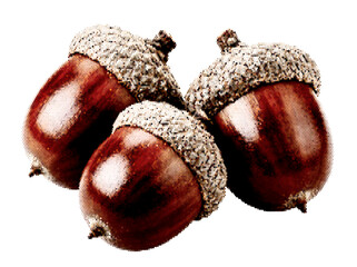 Three Acorns Retro Halftone Autumn Clipart Oak Nuts Botanical Element for Fall Thanksgiving Design Vector © Josnara