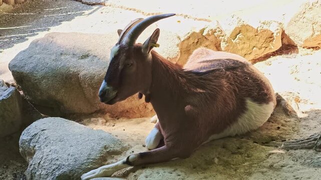 Close-up of a goat resting on rocks in the shade with sun rays crossing its body inside an enclosure.