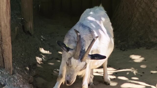 Rear view of a horned goat lifting one foreleg before lowering its head.
