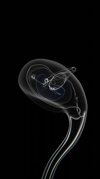 Fetal development is the process through which a fetus grows and develops in the uterus from early pregnancy through birth in xray Vertical video UHD Quailty