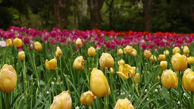 Beautiful spring botanical garden filled with blooming tulips in yellow, red and pink colors, surrounded by fresh green leaves and dark forest in the background.