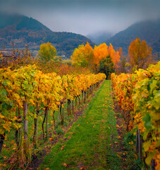 Fototapeta premium Misty autumn view of vineyard in a mountain valley, Austria, Europe. Captivating morning scene of Austrian Alps. Beauty of countryside concept background.