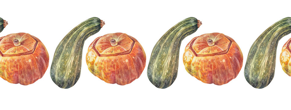 Watercolor seamless border with green squash zucchini and orange pumpkin on white background. Courgette. Autumn vegetable raw food for sticker or menu. Hand-drawn rim for kitchen. Wallpaper wrapping