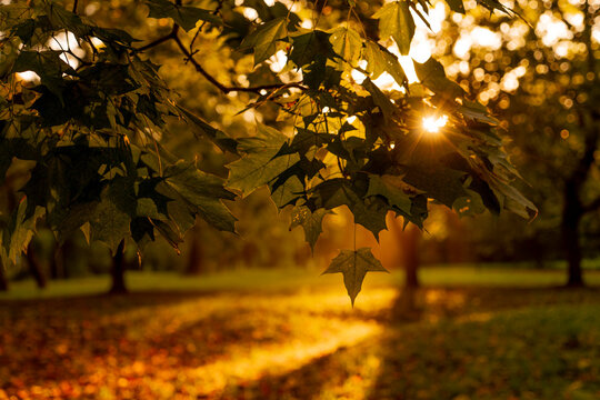 Autumn landscape. Sunbeams passing through tree branches