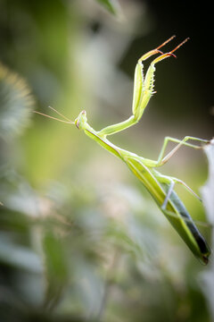 Green Praying Mantis Close-Up &ndash; Fascinating Insect (Mantis religiosa)