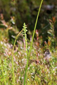 Onion Orchids (Microtis) in flower, South Australia