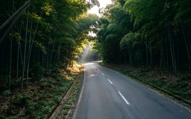 Fototapeta premium A quiet asphalt road winding through a dense bamboo forest with sunbeams breaking through canopy