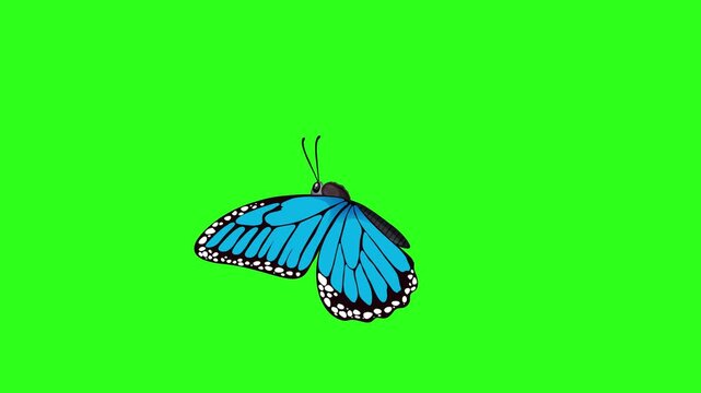 Blue Butterfly Flapping Wings Flying Animation on Green Screen Chroma Key