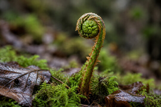 Involute fern fiddlehead in forest moss, growth and nature renewal concept