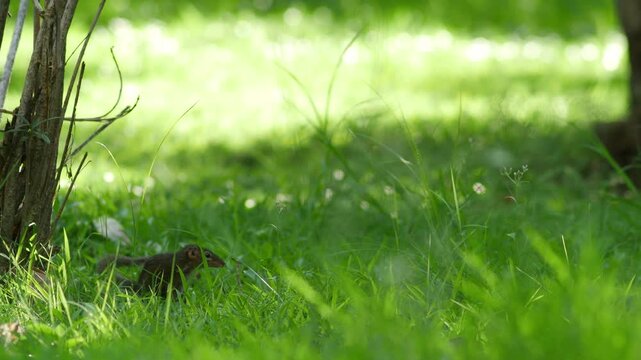 Common treeshrew foraging on green grass lawn in natural garden background, cute small wild mammal animal in nature park
