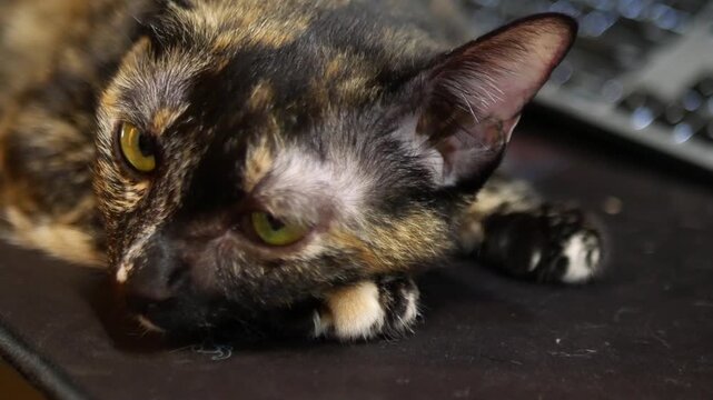 Tortoiseshell Cat Resting Head on Desk Mouse Pad, Side Profile Close-Up with Soft Bokeh Background