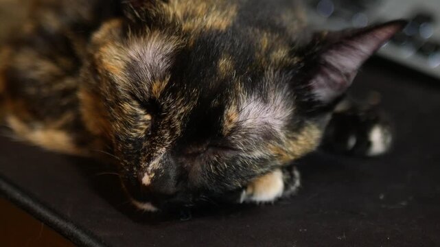 Tortoiseshell Cat Resting Head on Desk Mouse Pad, Side Profile Close-Up with Soft Bokeh Background
