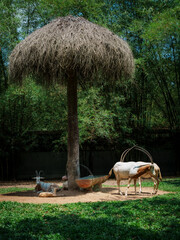 Long-horned antelopes resting under a thatched shade in a wildlife park © mdpsycho