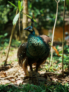 Peacock with iridescent green plumage standing in the shade