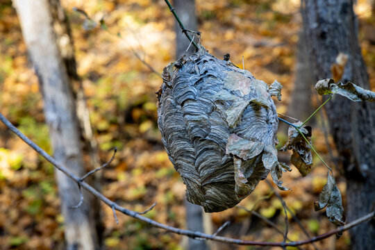 Close up view of an abandoned bald-faced hornet&rsquo;s (dolichovespula maculata) nest hanging from a tree branch in a woodland ravine