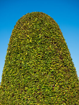Tall ornamental tree pruned into a rounded conical topiary shape against a clear blue sky. Dense green foliage and precise trimming in a formal landscaped garden.