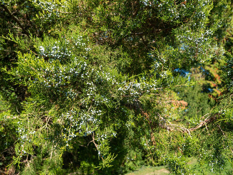 Close-up of green juniper branches covered with pale blue, waxy berry-like cones in sunlight. Detailed evergreen foliage and conifer fruit create a natural botanical background.